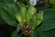 Hibiscus waimeae ssp. hannerae