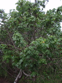 Hibiscus brackenridgei ssp. brackenridgei