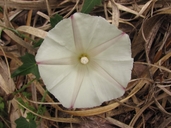 Calystegia purpurata ssp. purpurata