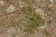 Plagiobothrys torreyi