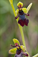 Ophrys insectifera ssp. insectifera