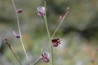 Streptanthus purpureus
