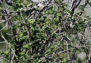 Ribes thacherianum