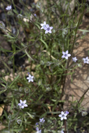Gilia achilleifolia ssp. multicaulis