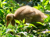 Grus japonensis