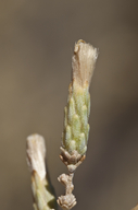 Asanthus squamulosus