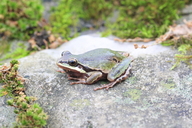 Hyla eximia