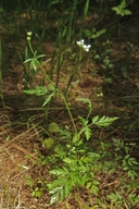Torilis arvensis