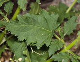 Scrophularia desertorum