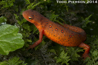 Notophthalmus viridescens