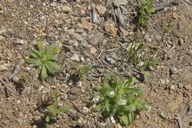 Plagiobothrys uncinatus