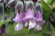 Photo of Lepechinia fragrans