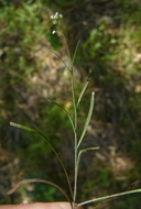 Thysanocarpus sp.