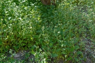 Phacelia loasifolia