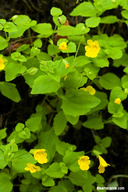 Erythranthe guttata