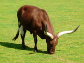Ankole Cow