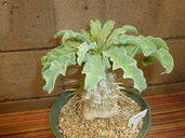 Pachypodium namaquanum