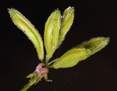 Osmorhiza brachypoda