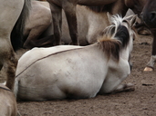 Equus caballus