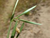 Lathyrus angulatus