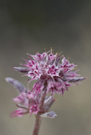 Chorizanthe membranacea