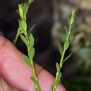 Glossopetalon spinescens var. aridum