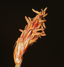 Eleocharis rostellata