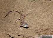 Comb-toed Gecko