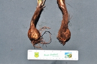 Photo of Chlorogalum grandiflorum