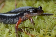 Plethodon shermani