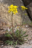 Erysimum capitatum