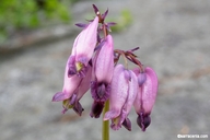 Dicentra formosa