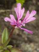 Clarkia concinna ssp. raichei