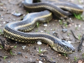 Thamnophis gigas