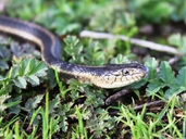 Thamnophis gigas