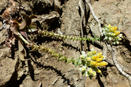 Dudleya cymosa ssp. crebrifolia