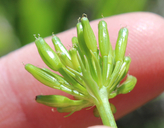 Lomatium bicolor var. bicolor