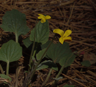 Viola purpurea ssp. integrifolia