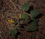 Viola purpurea ssp. integrifolia