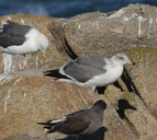 Larus occidentalis