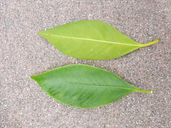 Ficus microcarpa var. nitida