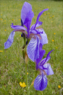 Iris sibirica ssp. sibirica
