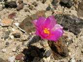 Micropuntia pygmaea