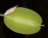 Calochortus albus