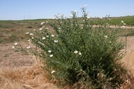 Romneya coulteri