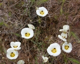 Calochortus leichtlinii