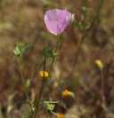 Sidalcea hartwegii