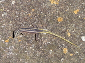 Common Flat Lizard