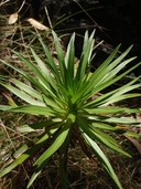 Argyroxiphium grayanum