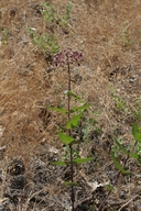 Asclepias cordifolia